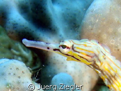Pipefish very close - you like me also? by Juerg Ziegler 